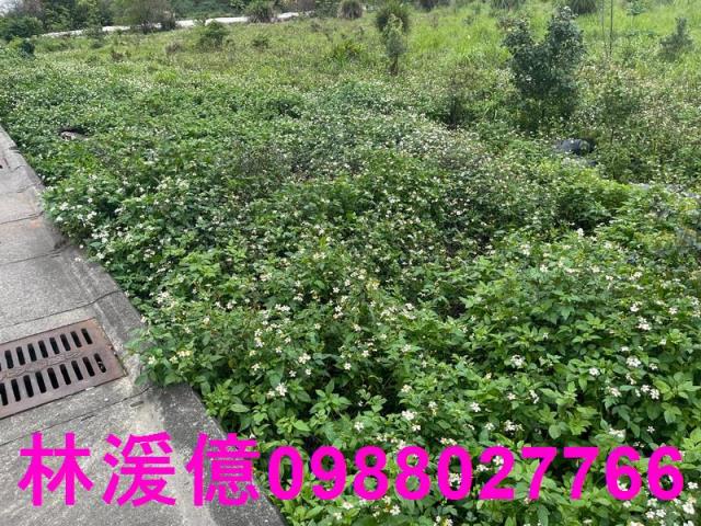中壢農地-2